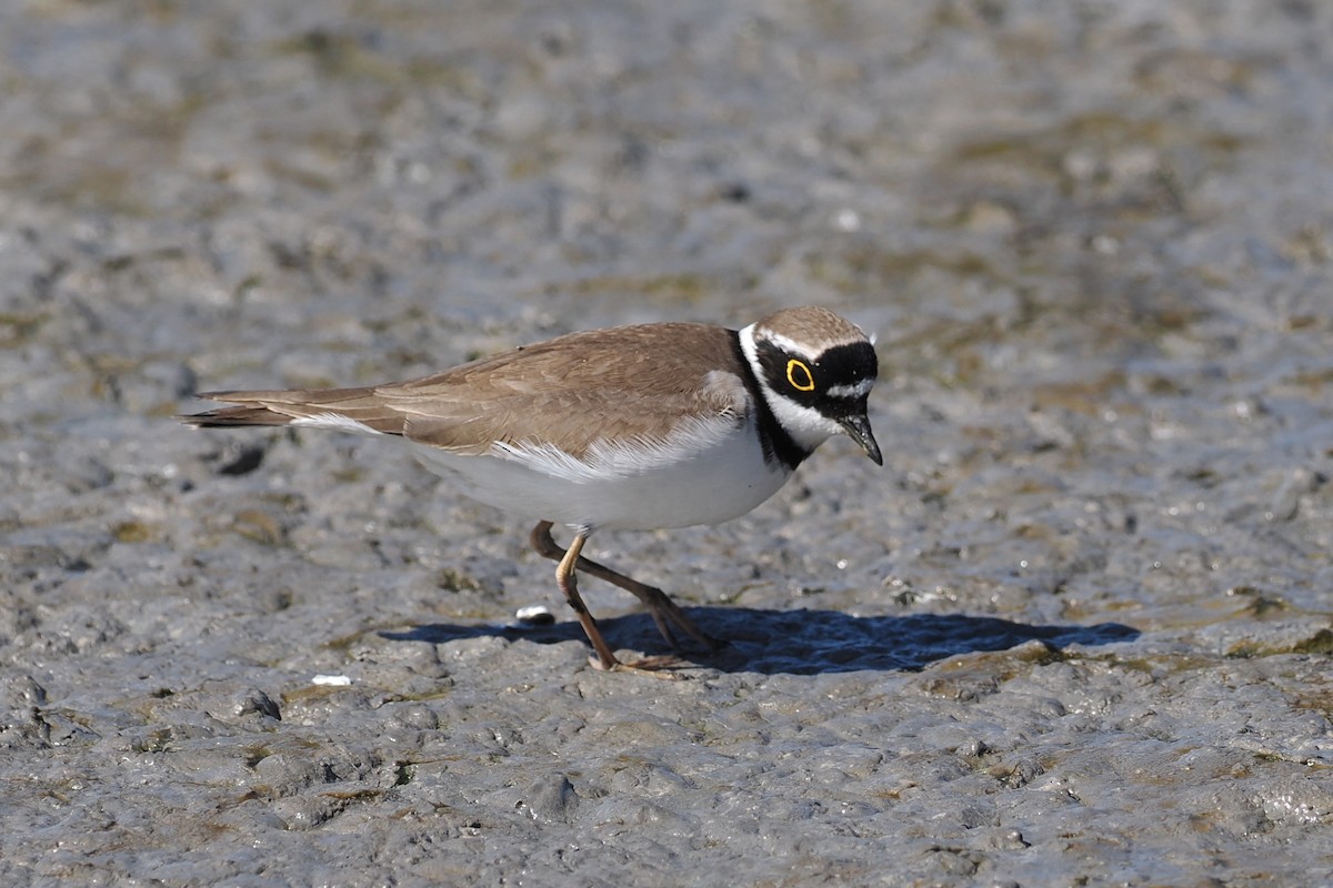 Little Ringed Plover (curonicus) - ML617405409