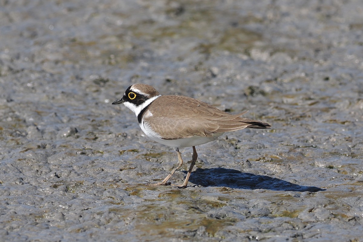 Little Ringed Plover (curonicus) - george parker