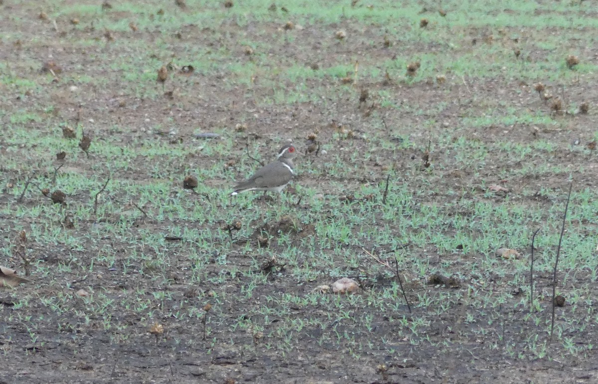 Forbes's Plover - ML617405451