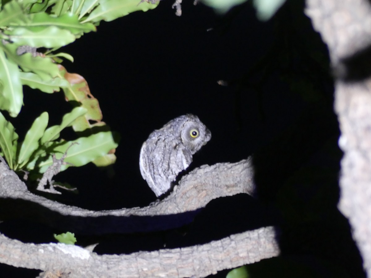 African Scops-Owl - Peter Dunwiddie