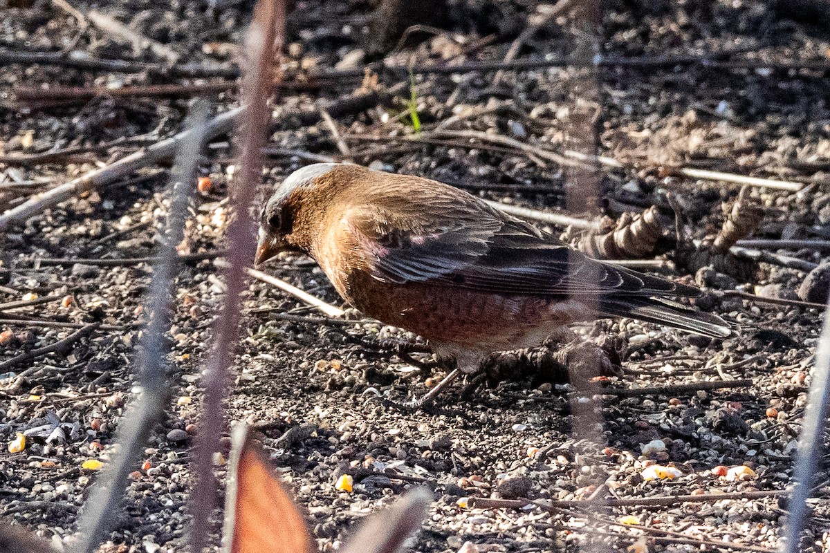 Gray-crowned Rosy-Finch - ML617405566