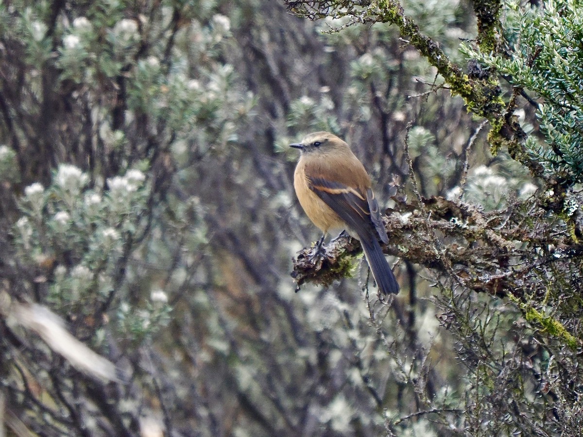 Brown-backed Chat-Tyrant - Gabriel Willow