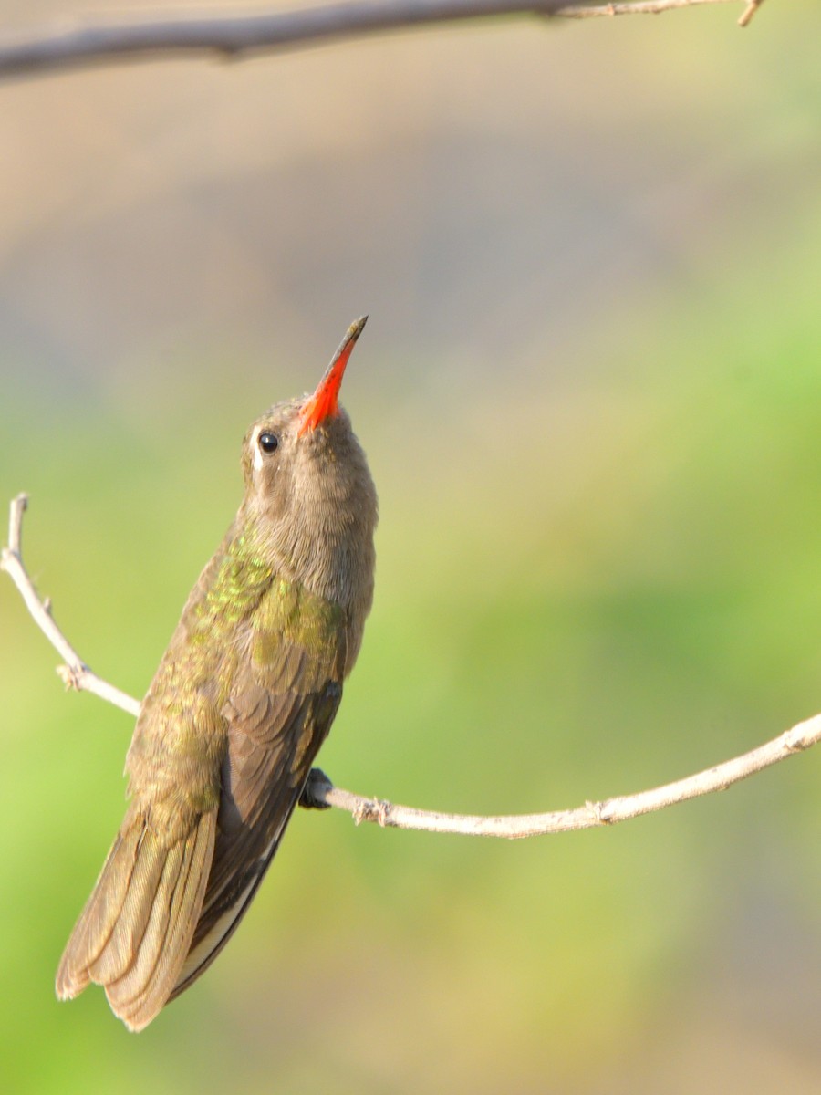 Dusky Hummingbird - Isain Contreras