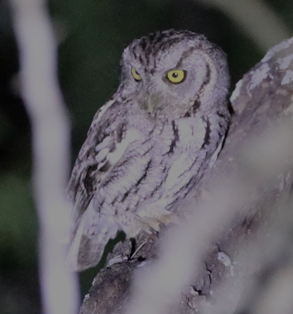 Eastern Screech-Owl (McCall's) - ML617405599