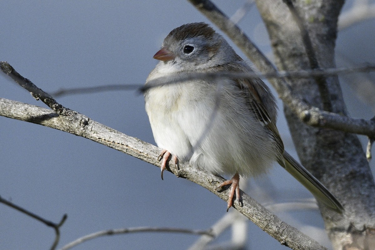 Field Sparrow - ML617405655