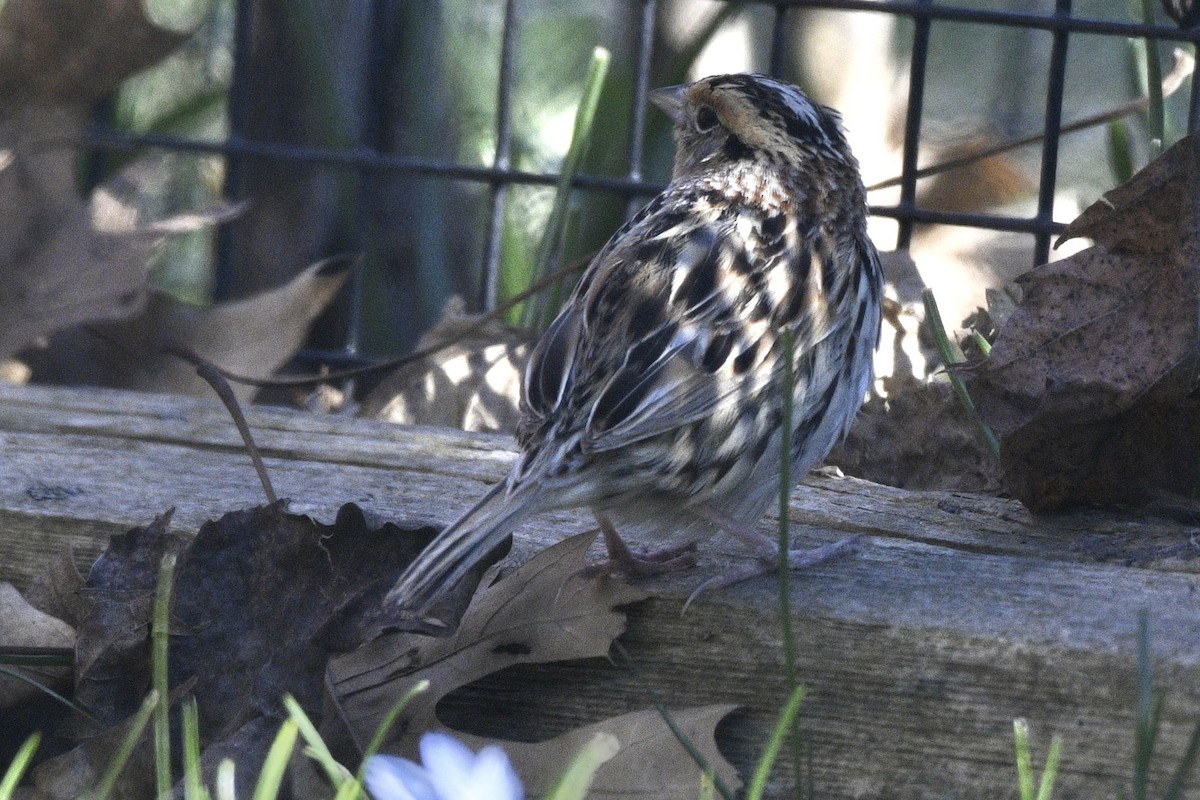 LeConte's Sparrow - ML617405691