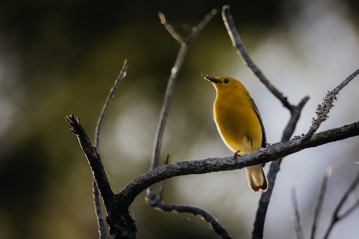 Prothonotary Warbler - ML617405743