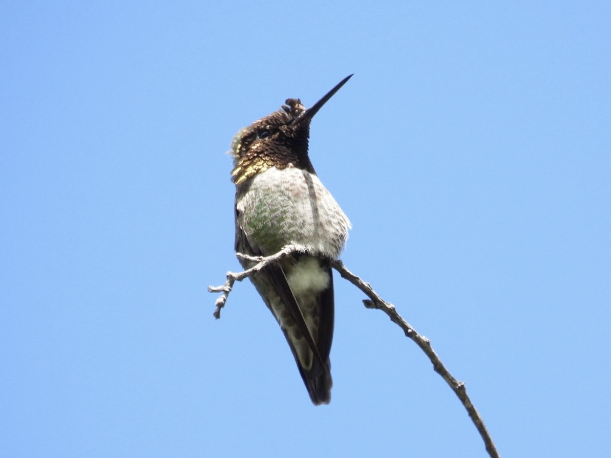 Anna's Hummingbird - Patti Northam
