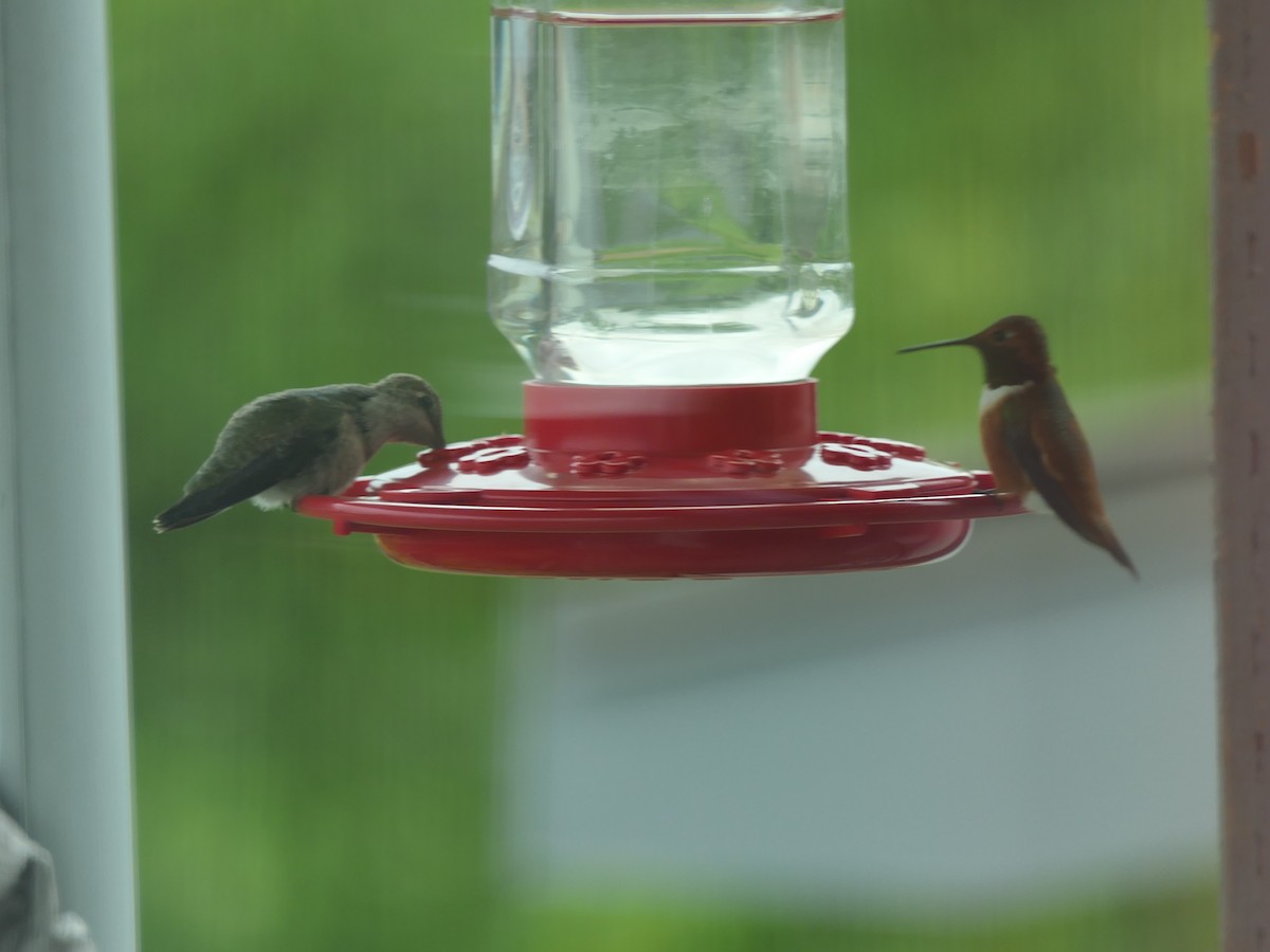 Rufous Hummingbird - ML617405989