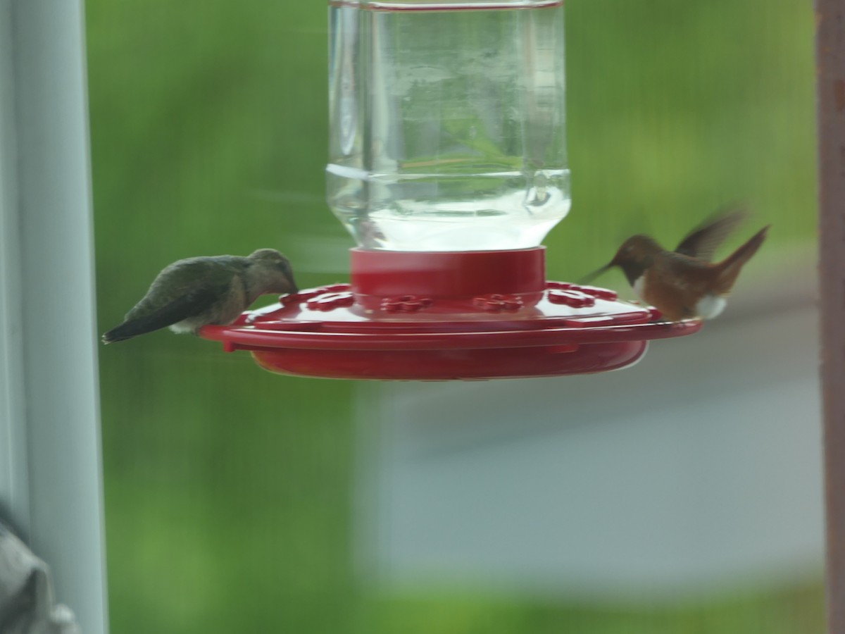 Rufous Hummingbird - ML617405991