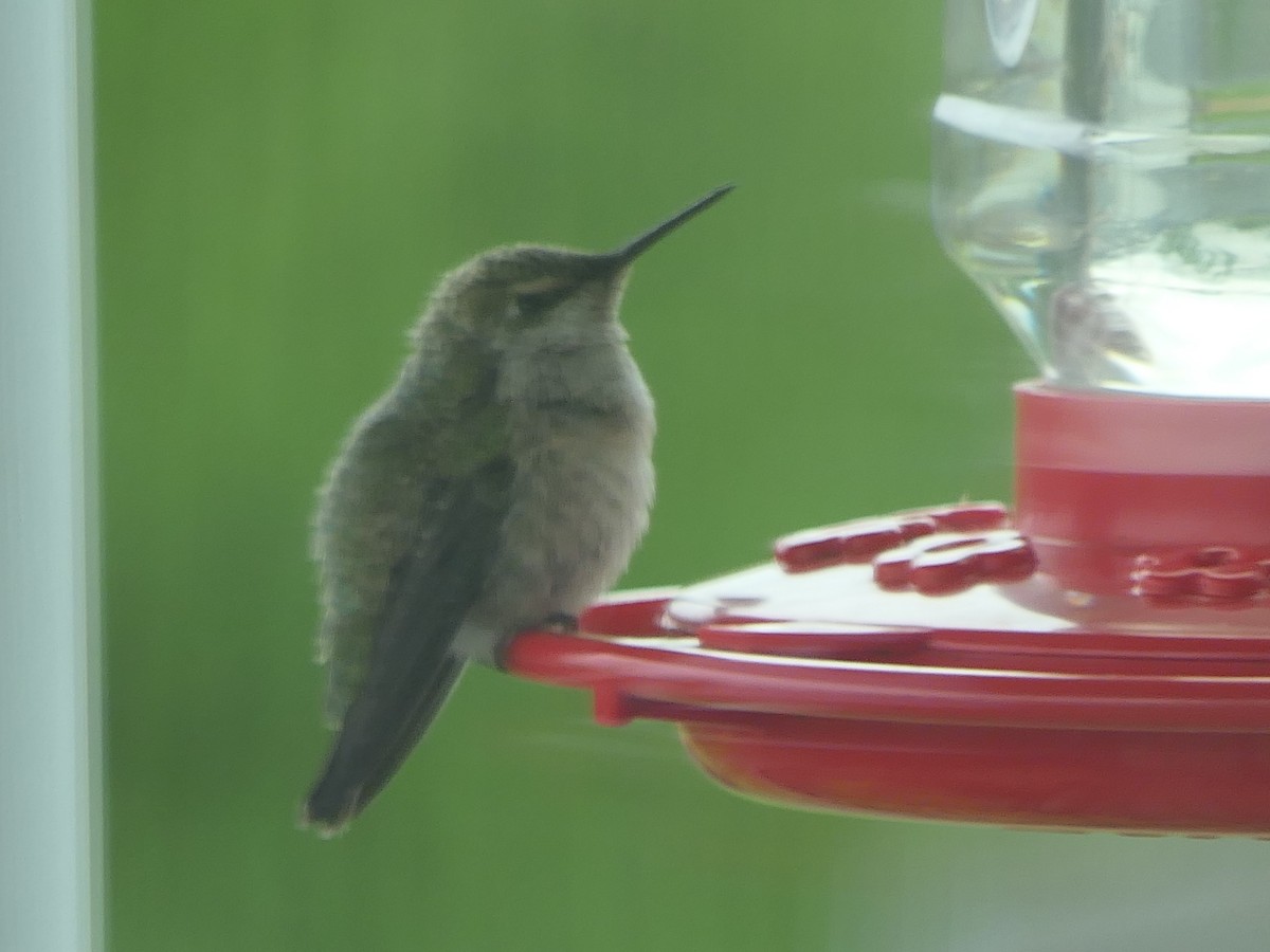 hummingbird sp. - ML617406027
