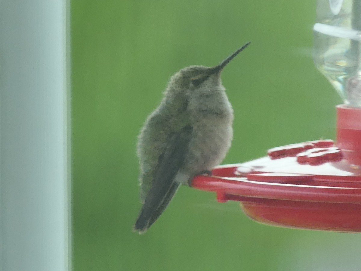 hummingbird sp. - ML617406028