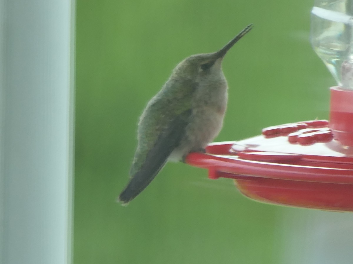 hummingbird sp. - ML617406030