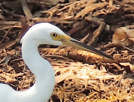 Little Egret (Australasian) - ML617406237