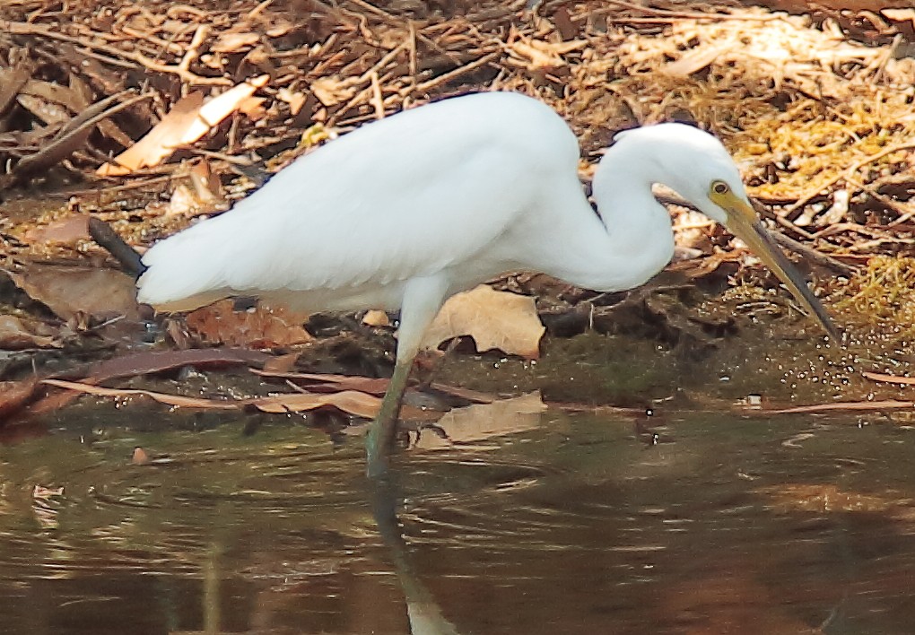 Little Egret (Australasian) - ML617406238
