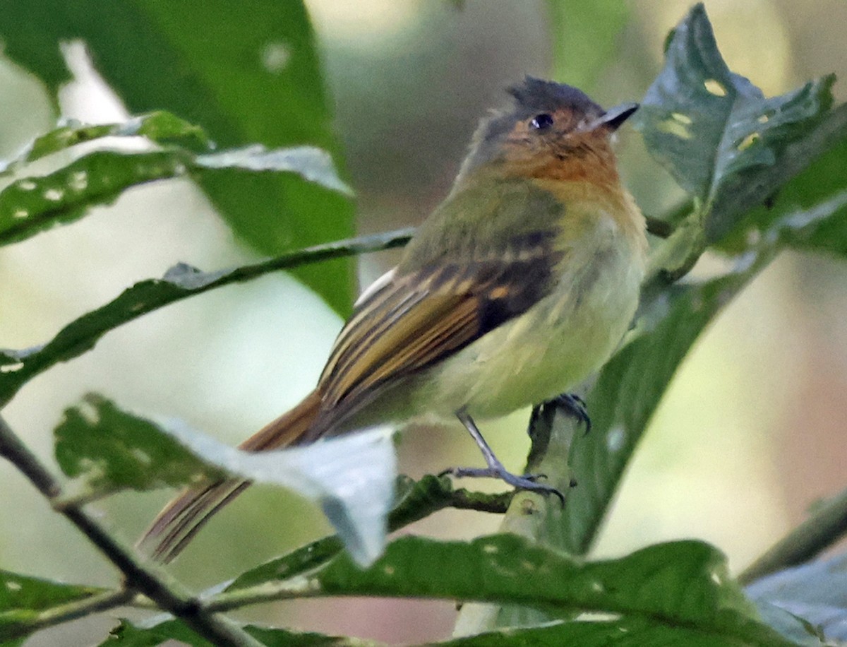 Rufous-breasted Flycatcher - ML617406246
