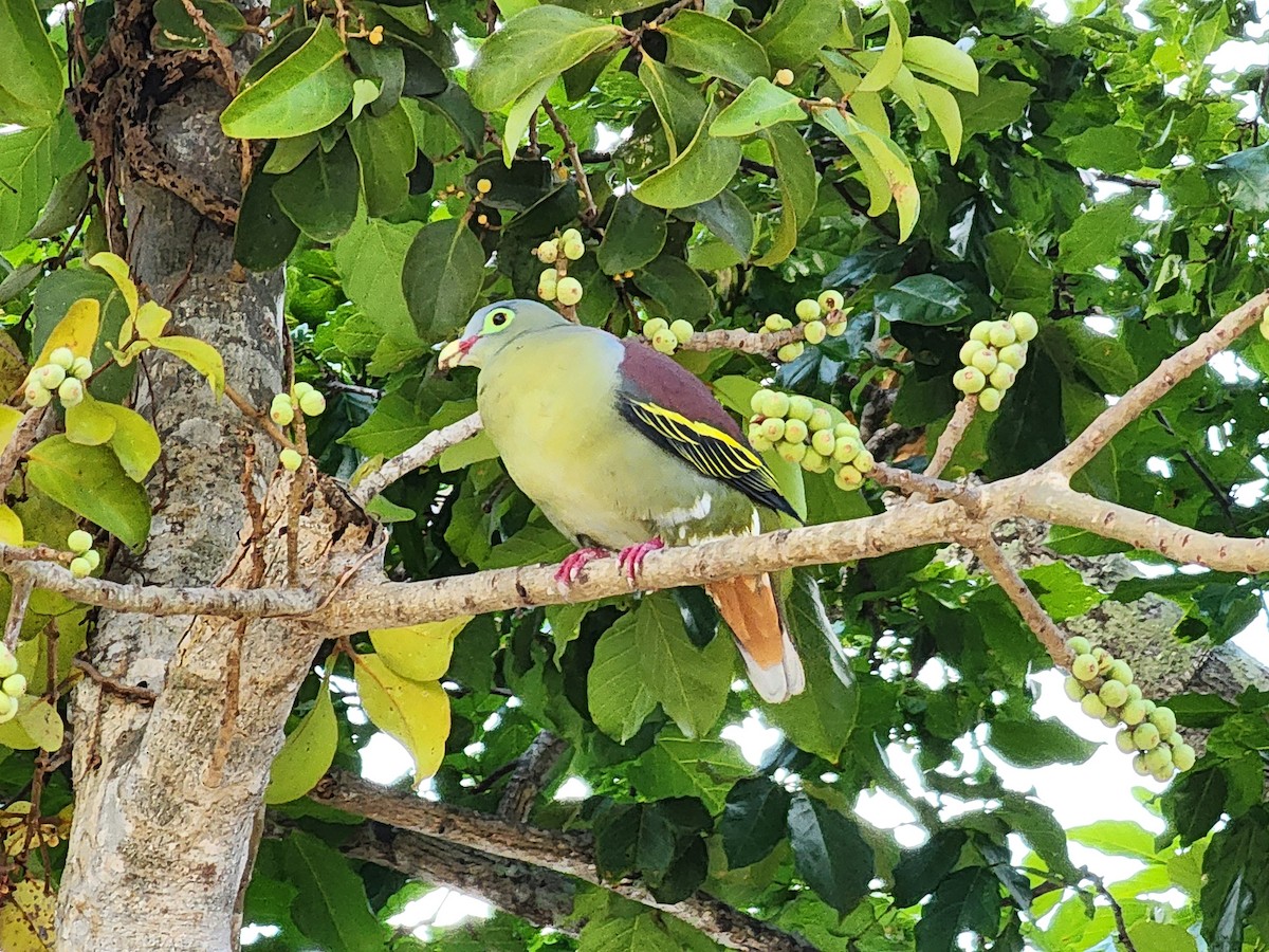 Thick-billed Green-Pigeon - ML617406256