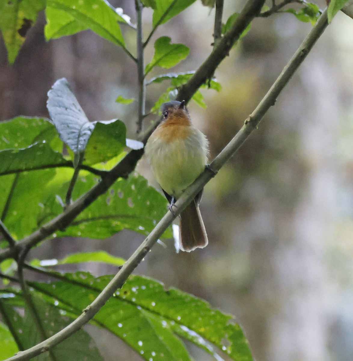 Rufous-breasted Flycatcher - ML617406267