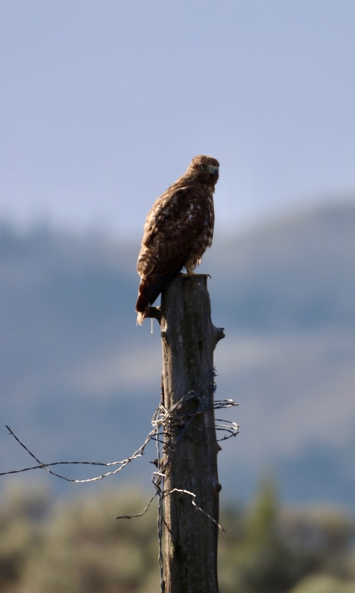 Red-tailed Hawk - ML617406269