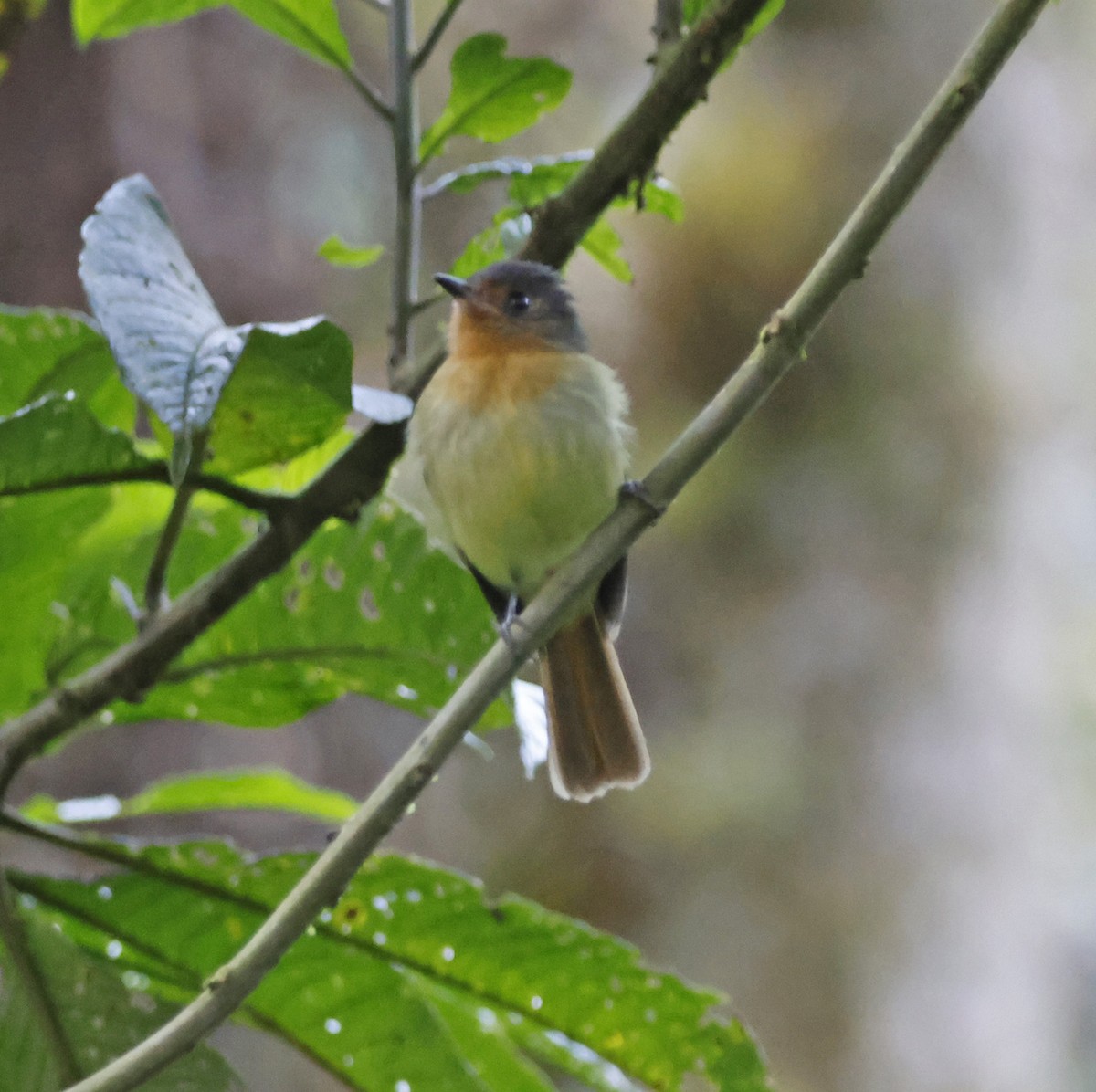 Rufous-breasted Flycatcher - ML617406281