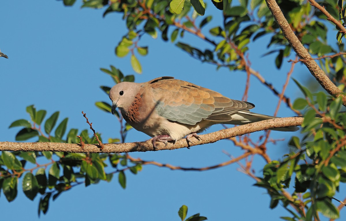 Laughing Dove - ML617406292