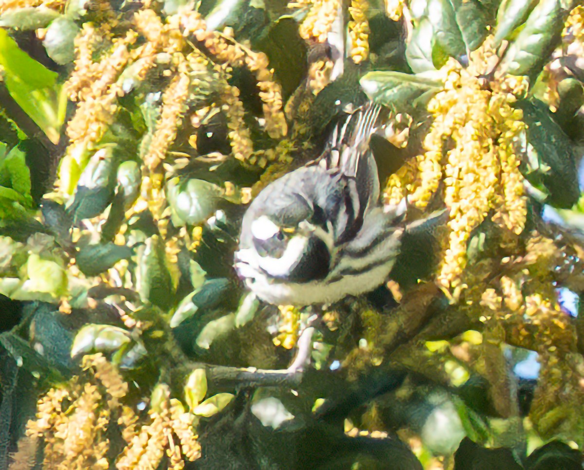 Black-throated Gray Warbler - Mary-Rose Hoang