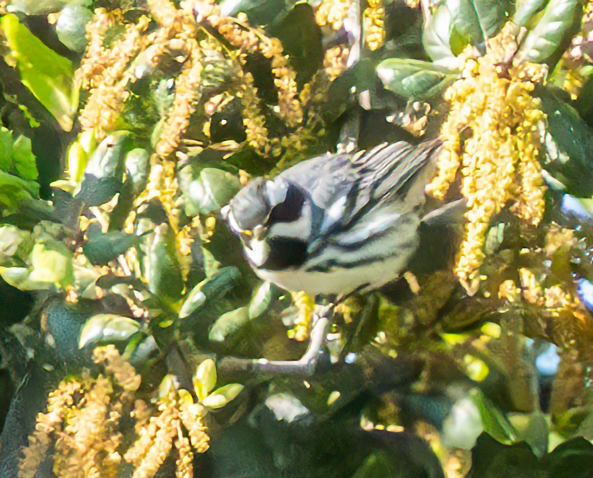 Black-throated Gray Warbler - Mary-Rose Hoang
