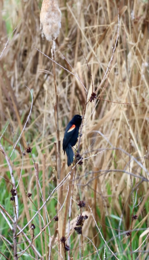 Red-winged Blackbird - ML617406389