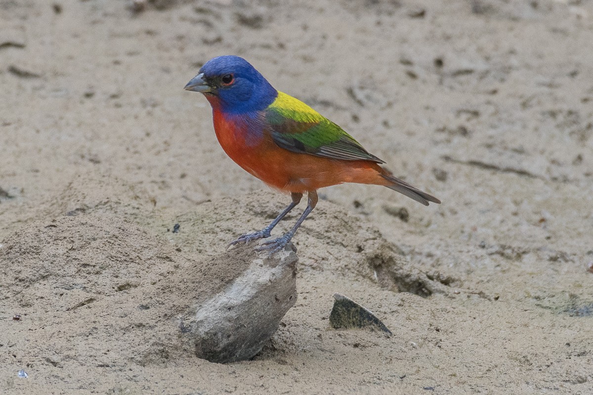 Painted Bunting - ML617406391