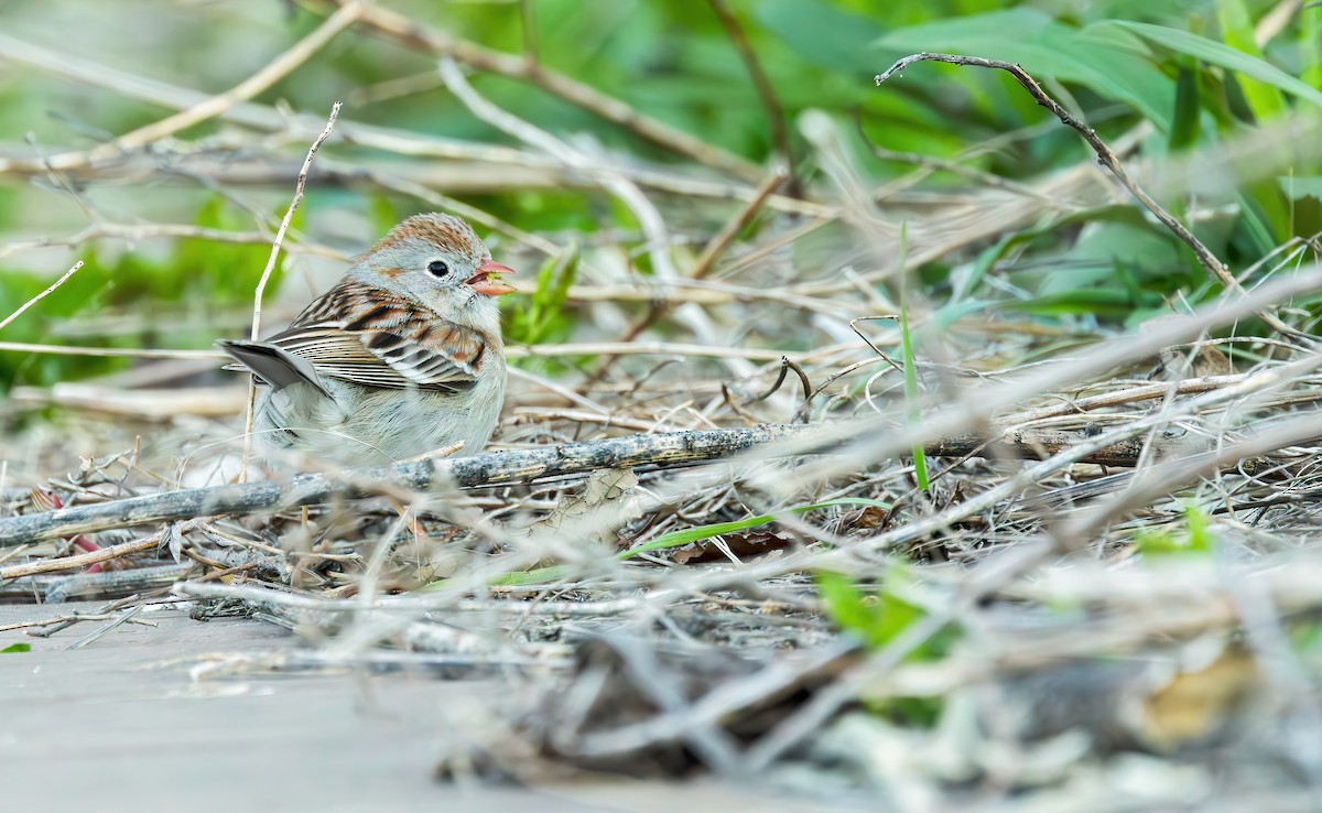 Field Sparrow - ML617406522