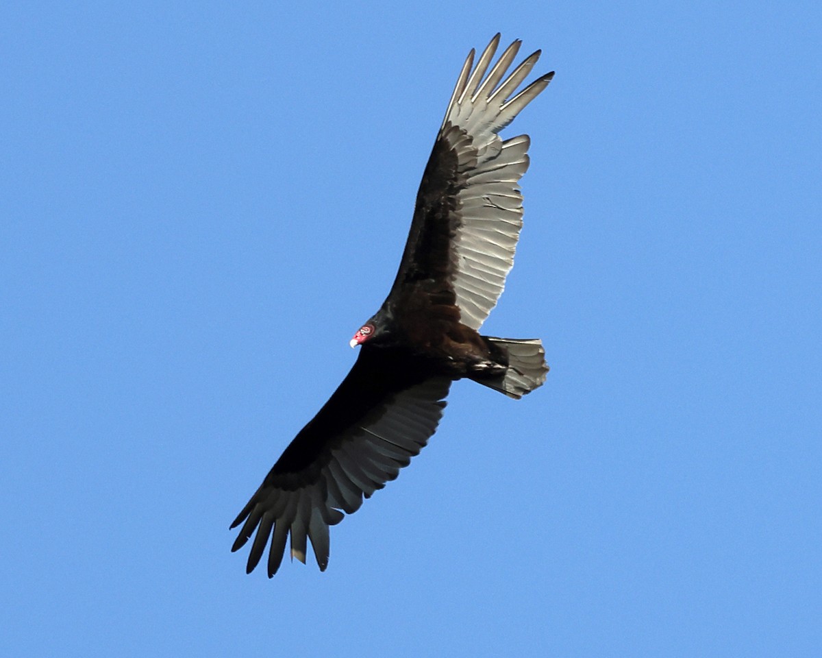 Turkey Vulture - ML617406532