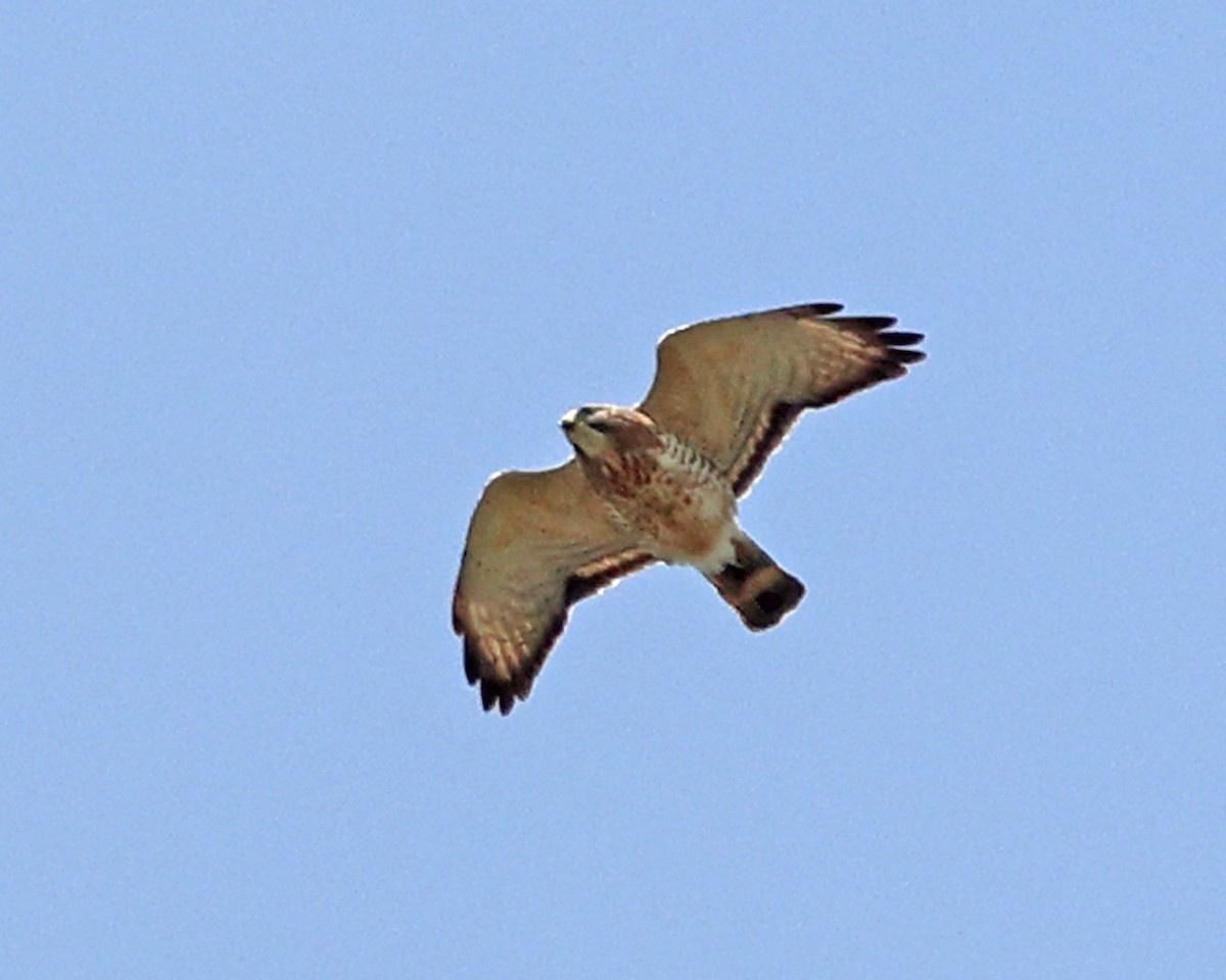 Broad-winged Hawk - ML617406589