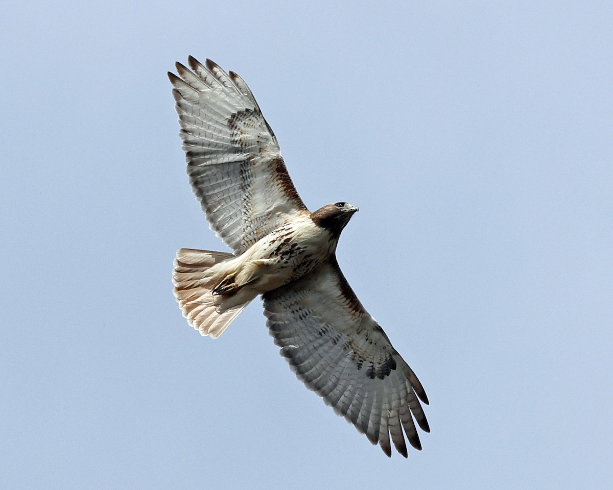 Red-tailed Hawk - ML617406596