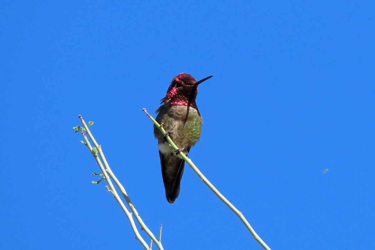 Anna's Hummingbird - Phil Lyon