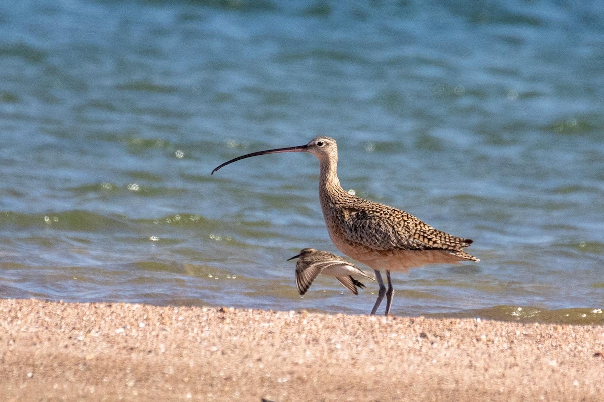 Long-billed Curlew - ML617406647