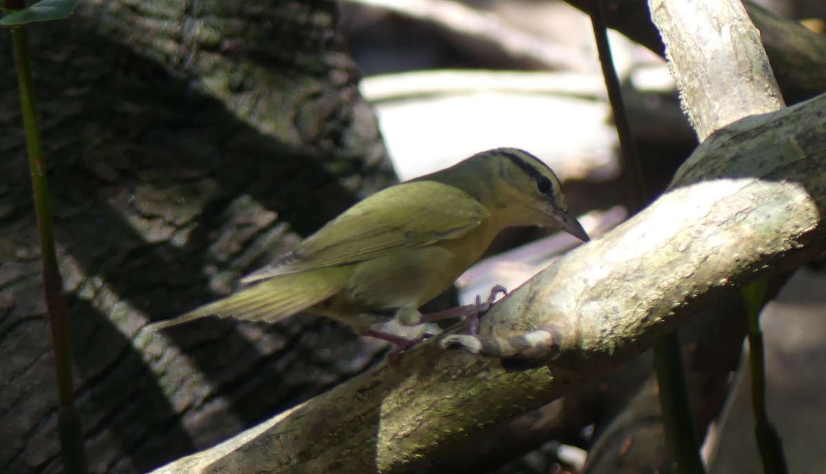 Worm-eating Warbler - L.E. Quinlan