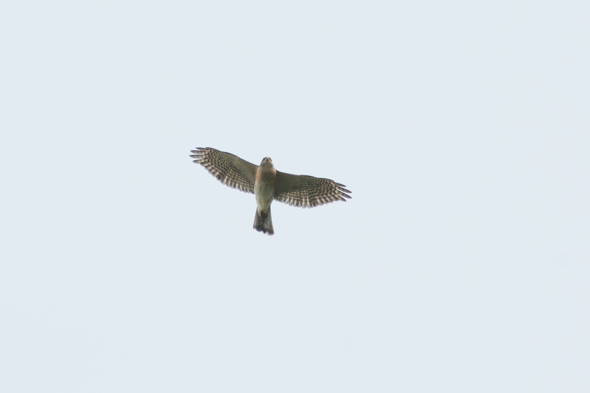 Japanese Sparrowhawk - Guan-Yuan Huang