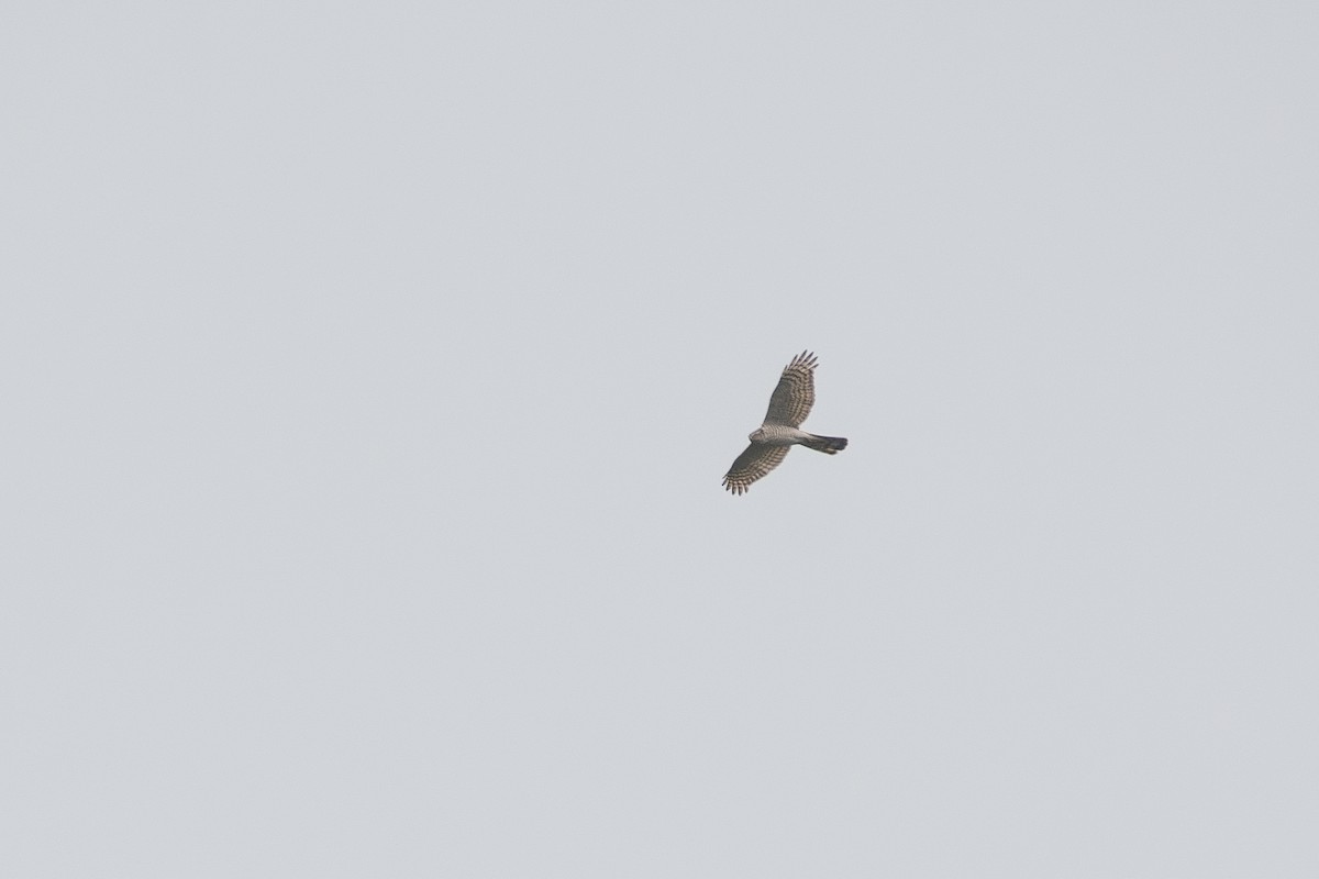 Eurasian Sparrowhawk - Guan-Yuan Huang