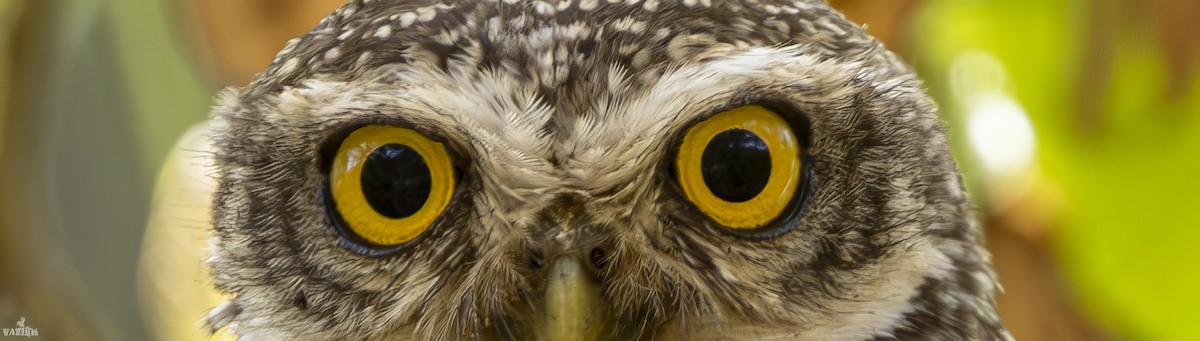 Spotted Owlet - Vazanth T
