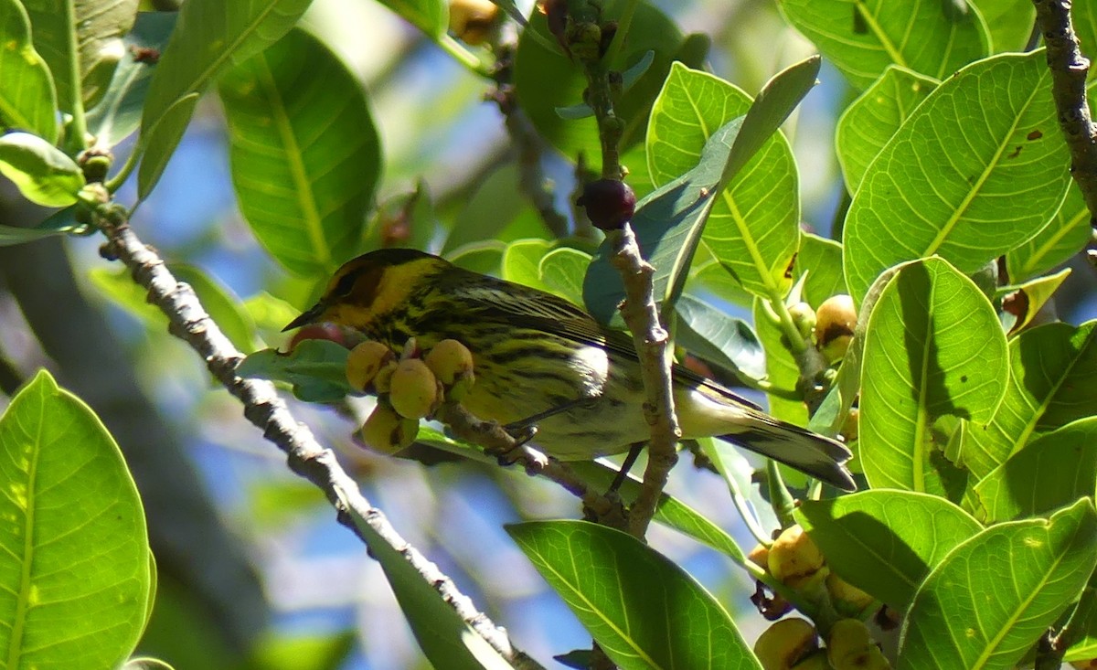 Cape May Warbler - ML617406738