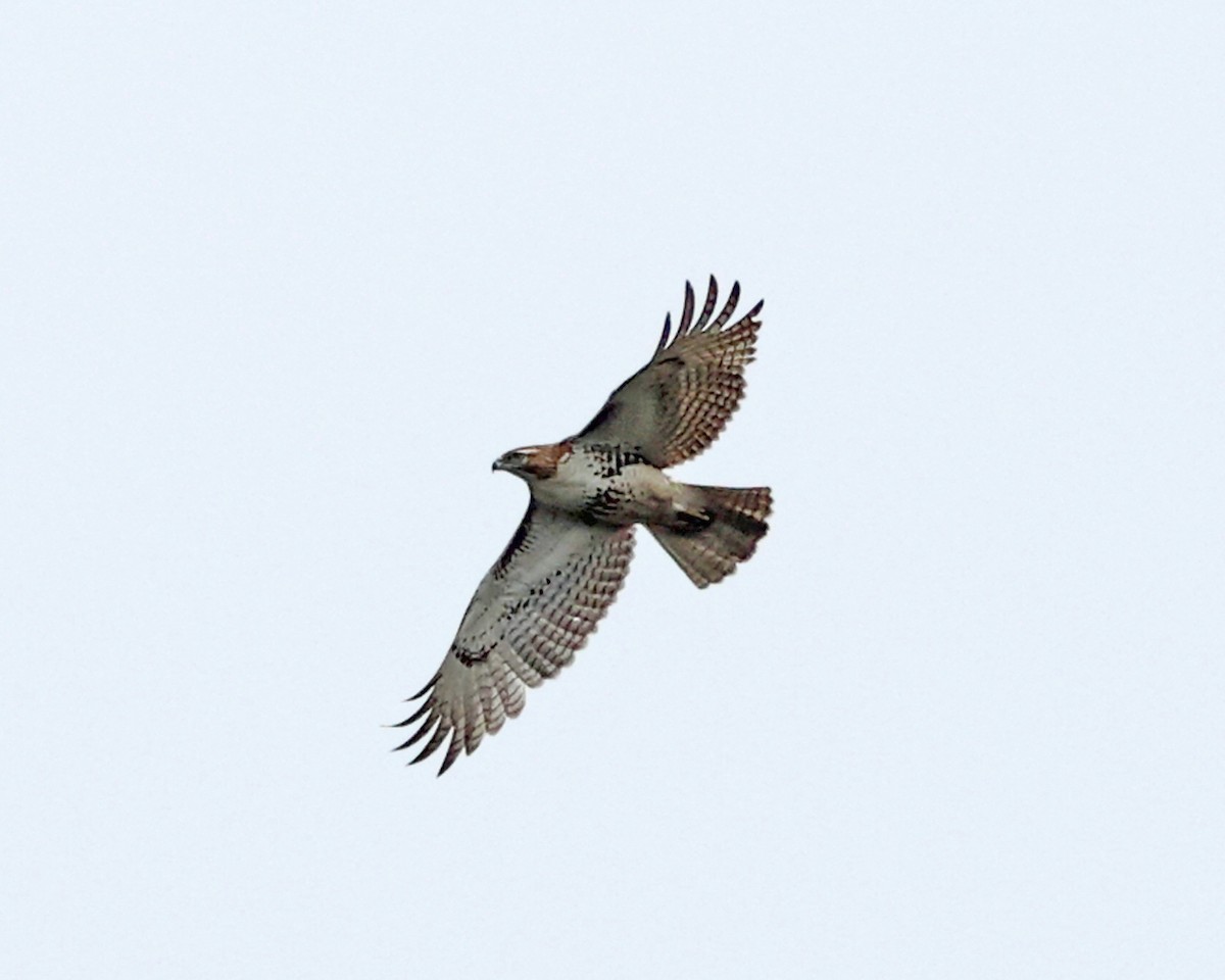Red-tailed Hawk - ML617406813