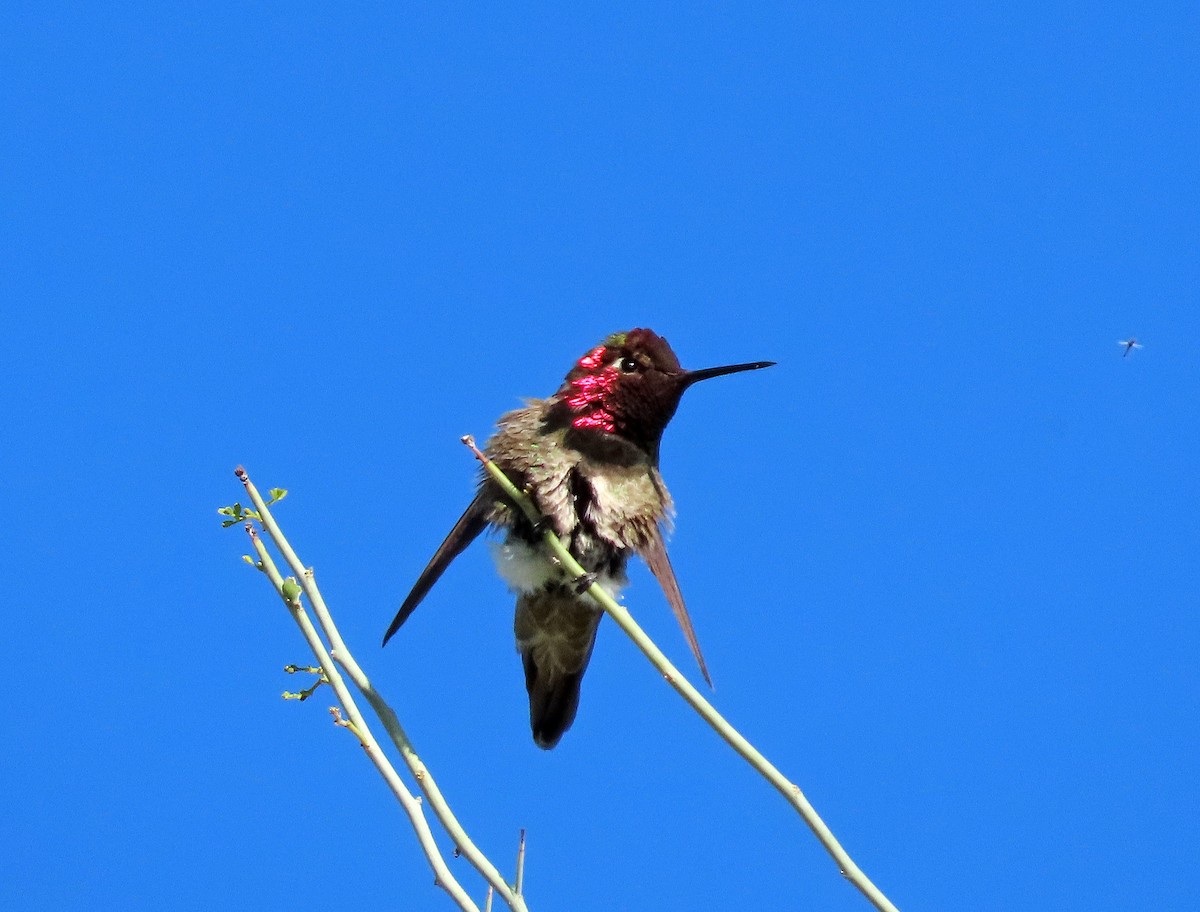 Anna's Hummingbird - ML617406826