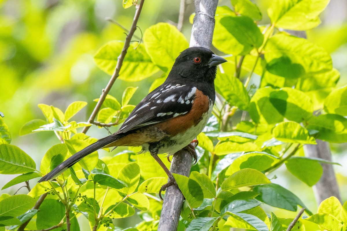 Spotted Towhee - ML617406836
