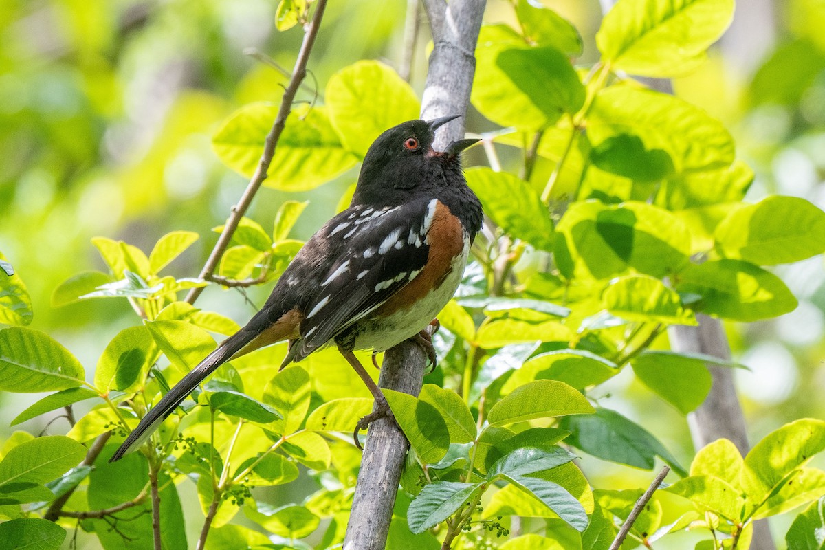 Spotted Towhee - ML617406837