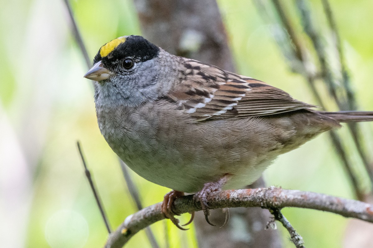 Golden-crowned Sparrow - ML617406847