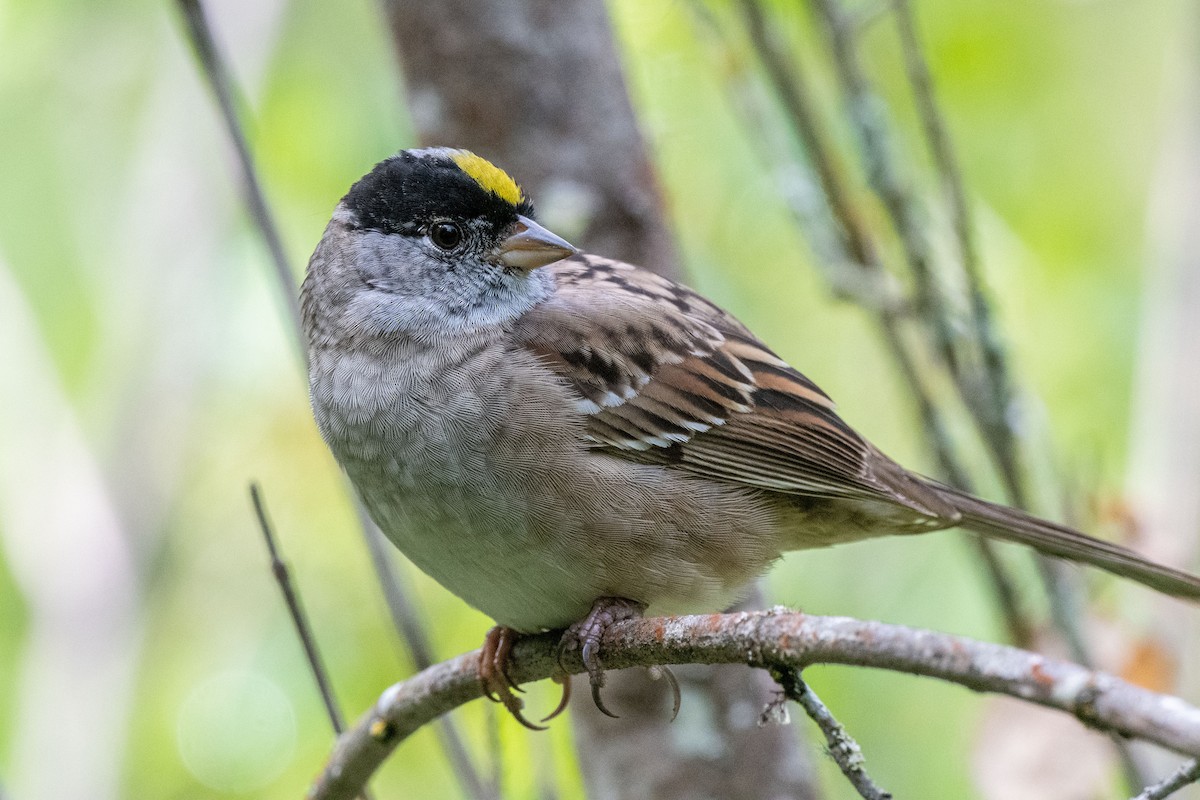Golden-crowned Sparrow - Susan Teefy