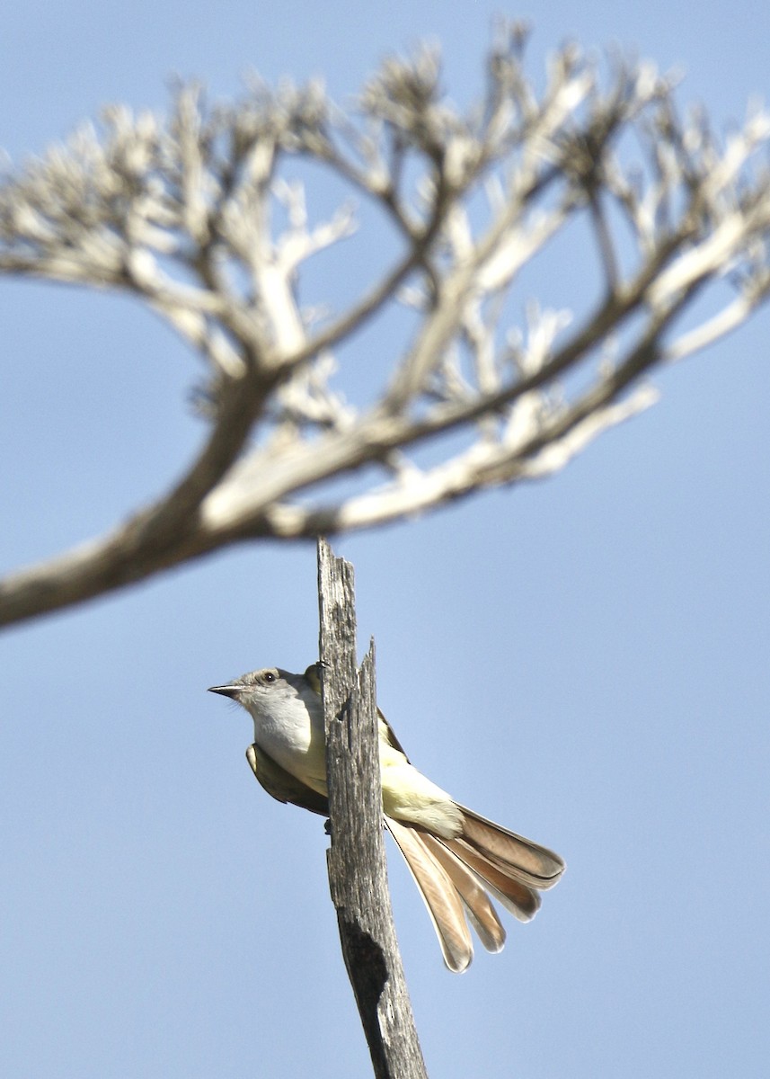 Ash-throated Flycatcher - Ruth Wittersgreen