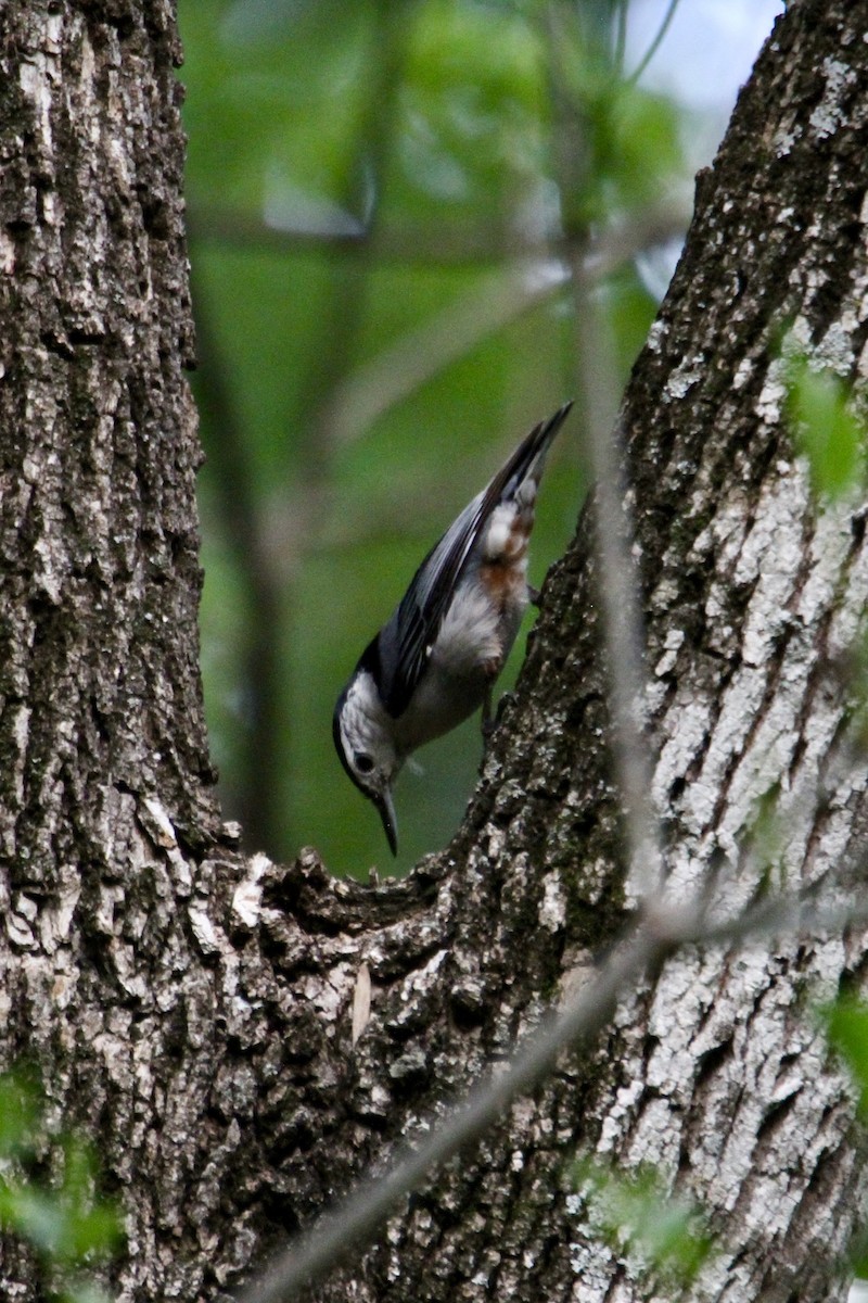 White-breasted Nuthatch - ML617406917
