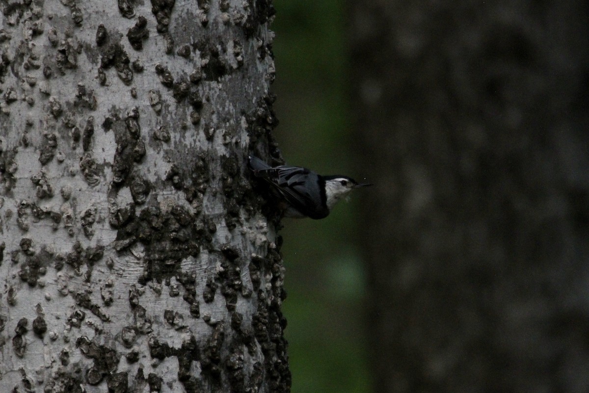White-breasted Nuthatch - ML617406918