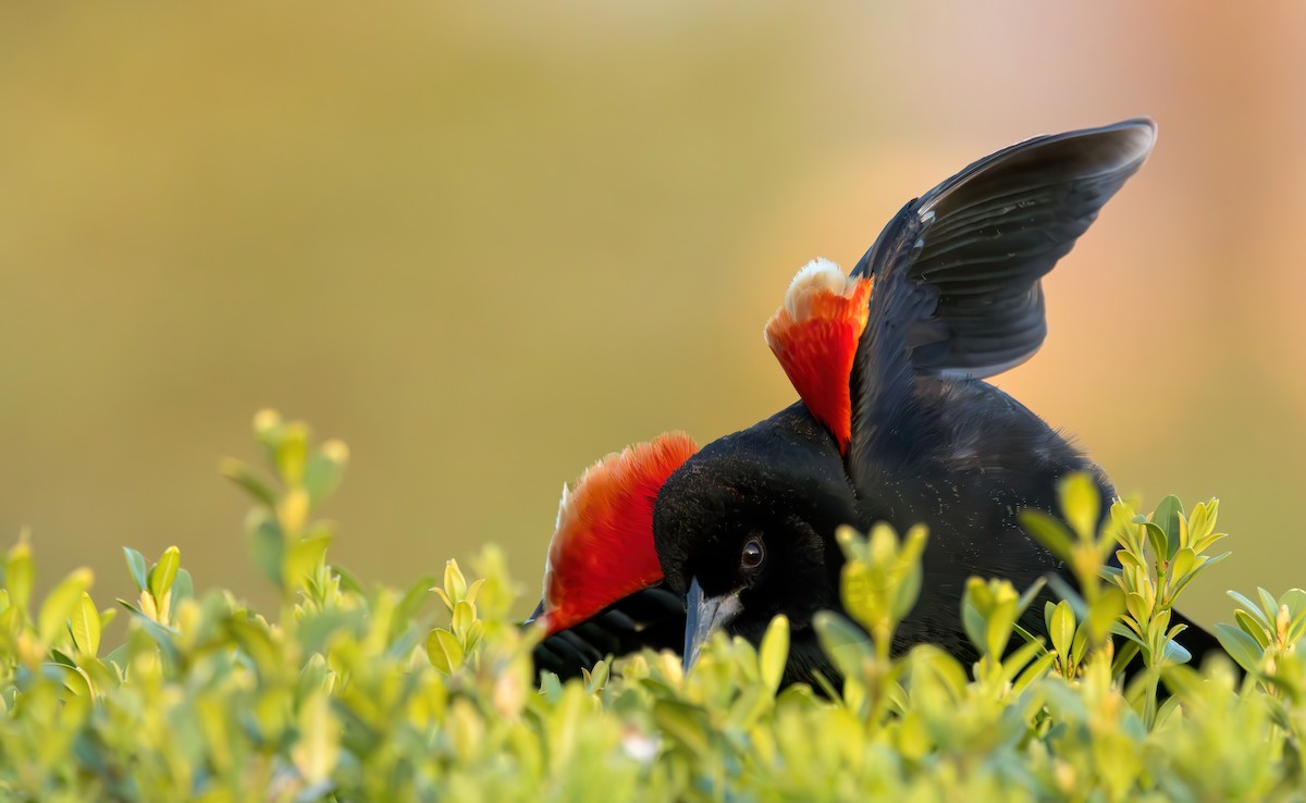 Red-winged Blackbird (Red-winged) - ML617406933